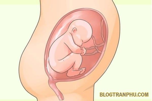 Bảng cân nặng thai nhi chuẩn quốc tế