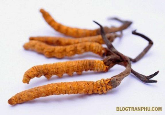 Đông trùng hạ thảo dạng viên nào được ưa chuộng nhất hiện nay?