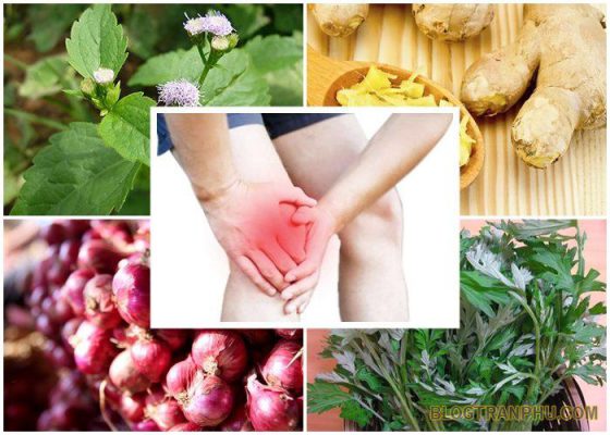 5 cách chữa đau khớp gối bằng thảo dược an toàn
