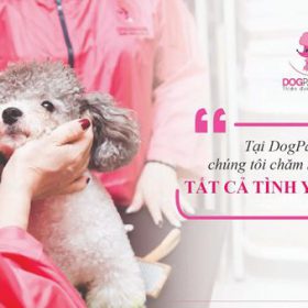 Dịch vụ cắt tỉa lông chó Poodle uy tín tại TPHCM