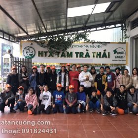 Tại sao nên mua trà xanh Thái nguyên mua ở Hải Trà Tân Cương?