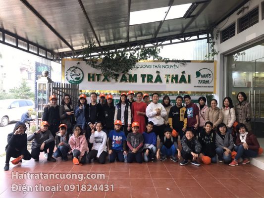 Tại sao nên mua trà xanh Thái nguyên mua ở Hải Trà Tân Cương?