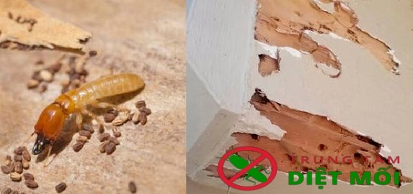 Mối làm tổ trong nhà là tốt hay xấu?