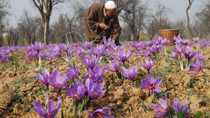 Nhụy hoa nghệ tây xuất xứ từ đâu? Uống có tốt không?