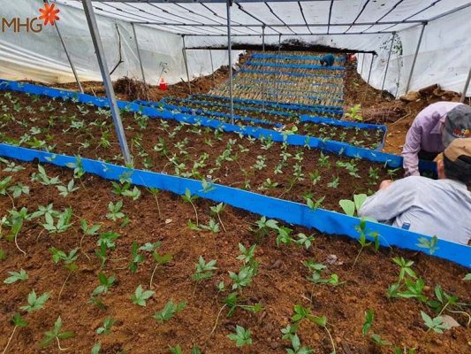 MHG xác nhận không có chuyện trồng sâm Ngọc Linh “trên giấy”