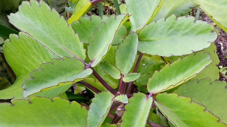 Chữa bệnh viêm xoang bằng thuốc nam có tốt không? Nên dùng bài thuốc nào?