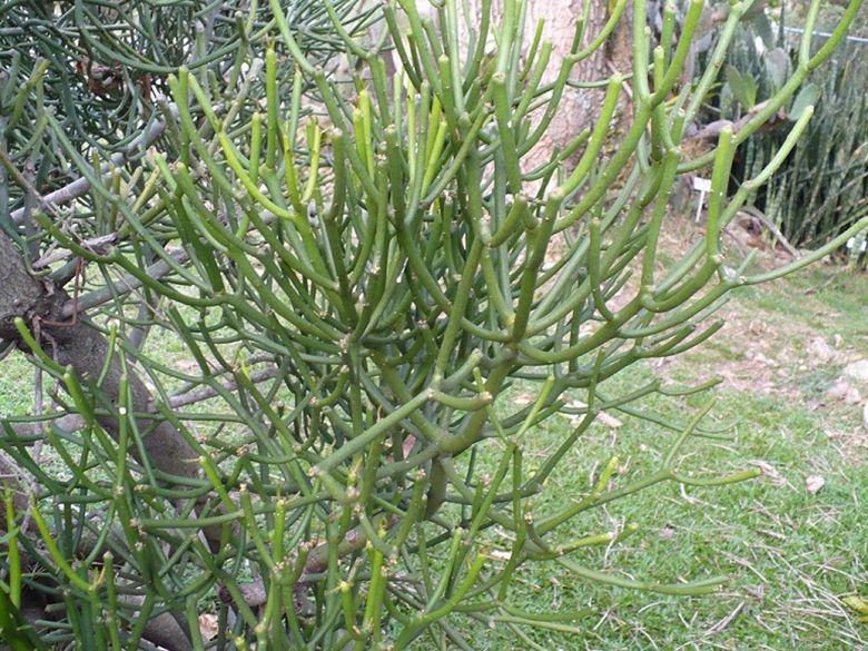 Chữa bệnh viêm xoang bằng thuốc nam có tốt không? Nên dùng bài thuốc nào?