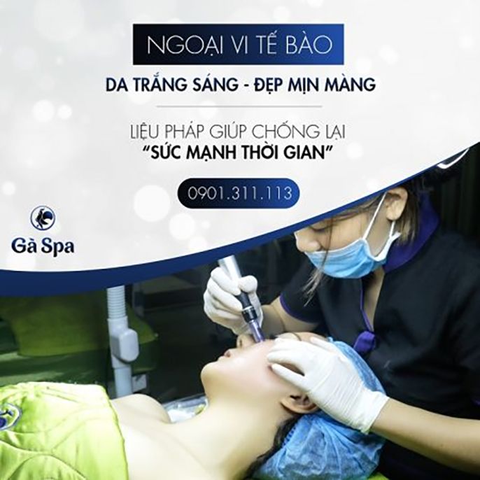 Review Gà spa và Bảng giá Gà spa mới nhất hiện nay