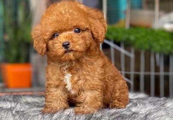 Top 5 địa chỉ mua chó cảnh giá rẻ TP. Hồ Chí Minh