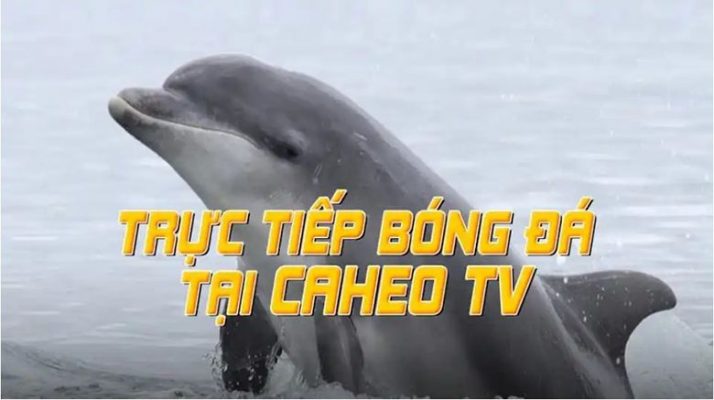 Caheo TV Phát sóng trực tiếp bóng đá với bình luận cuốn hút