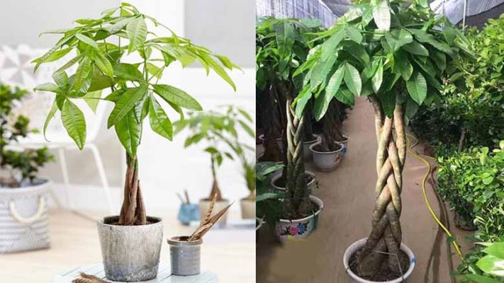 Những cây cảnh trong nhà đẹp, dễ trồng và dễ chăm sóc nhất