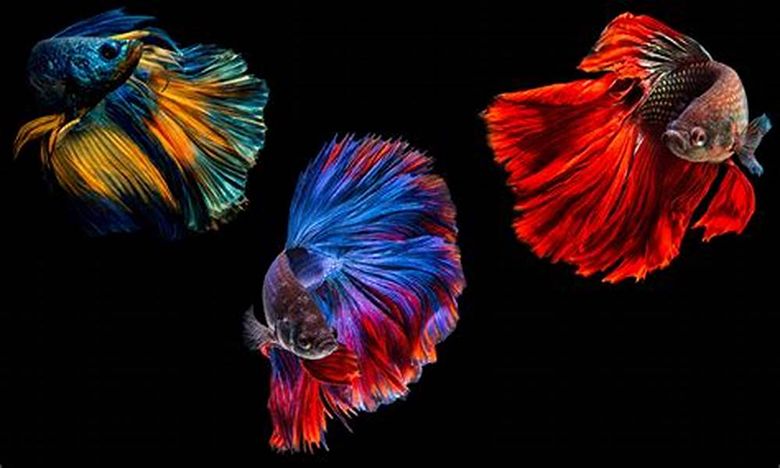 Chọi Cá Là Gì? Khám Phá Thế Giới Đầy Màu Sắc Của Nghệ Thuật Chiến Đấu Cá Cảnh 