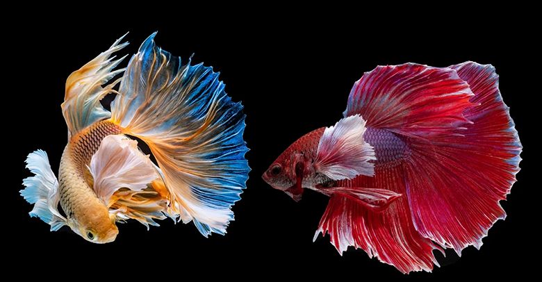 Chọi Cá Là Gì? Khám Phá Thế Giới Đầy Màu Sắc Của Nghệ Thuật Chiến Đấu Cá Cảnh 