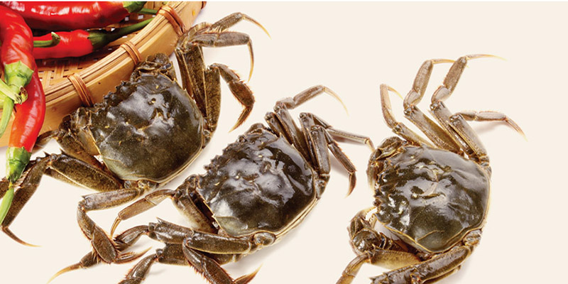 Mơ Thấy Cua Bò Đánh Số Mấy - Khám Phá Ý Nghĩa và Cách Đánh Con Số